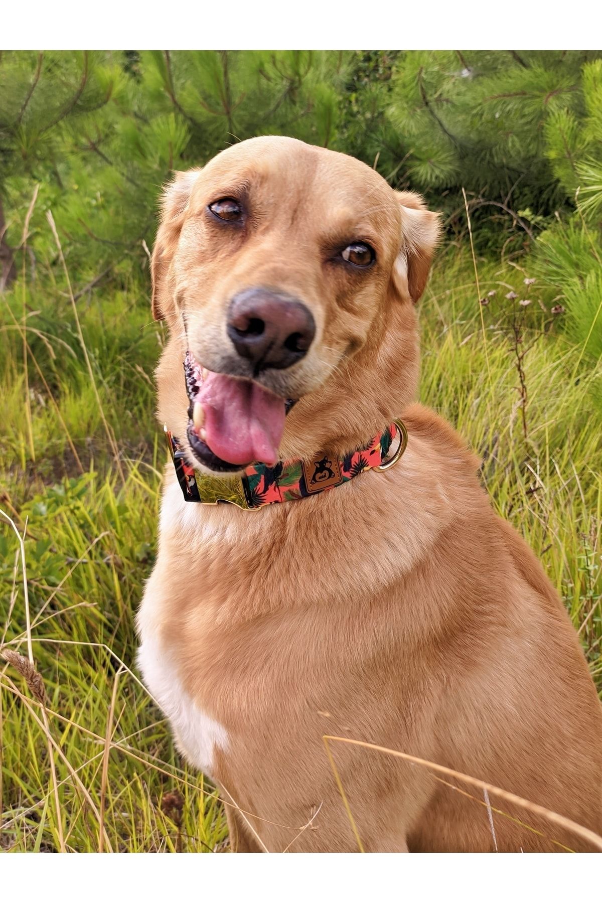 UTDpet-Toucan Dog Collar 3