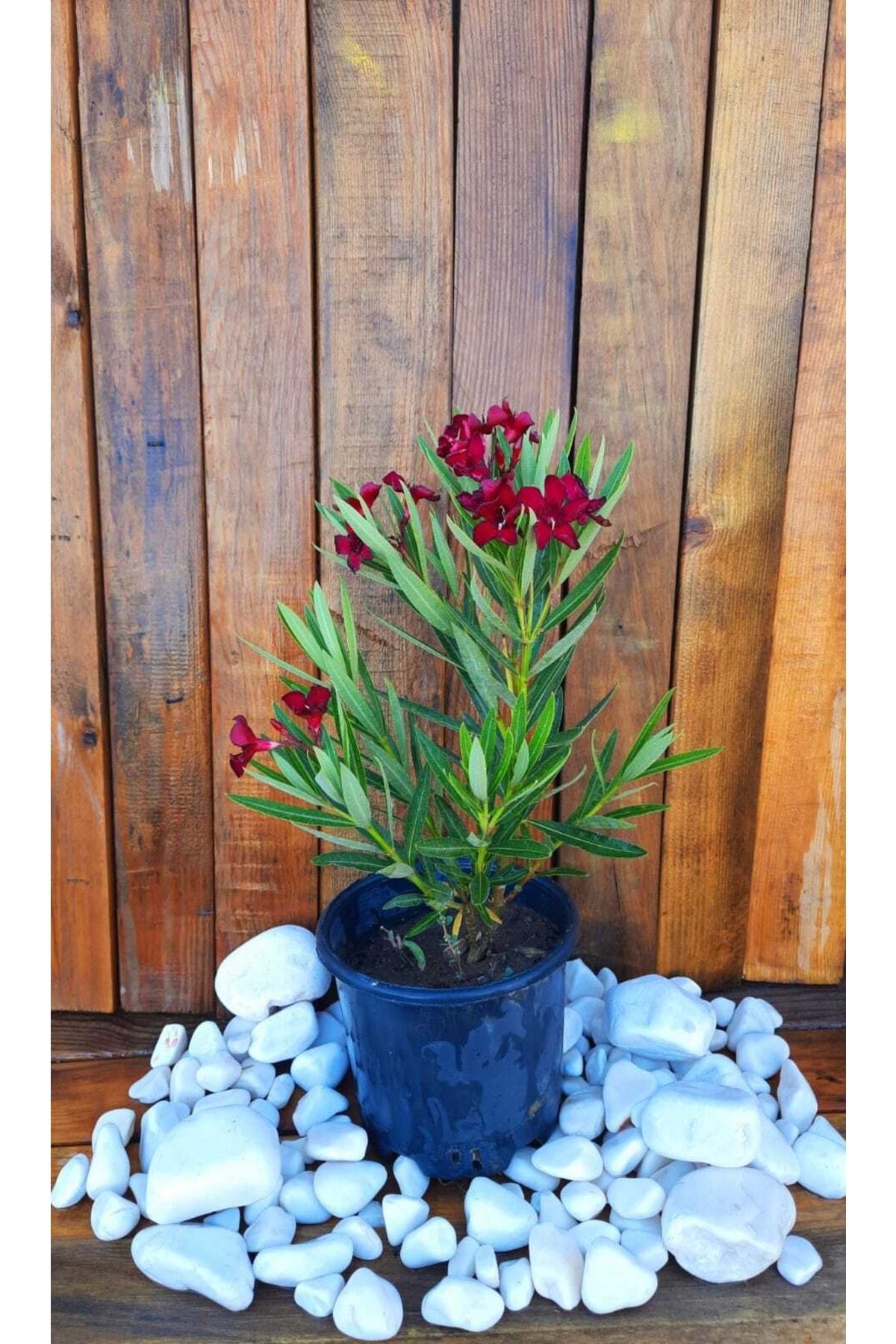 Kırmızı Zakkum Fidanı ( Nerium Oleander ) Bodur Zakkum 3