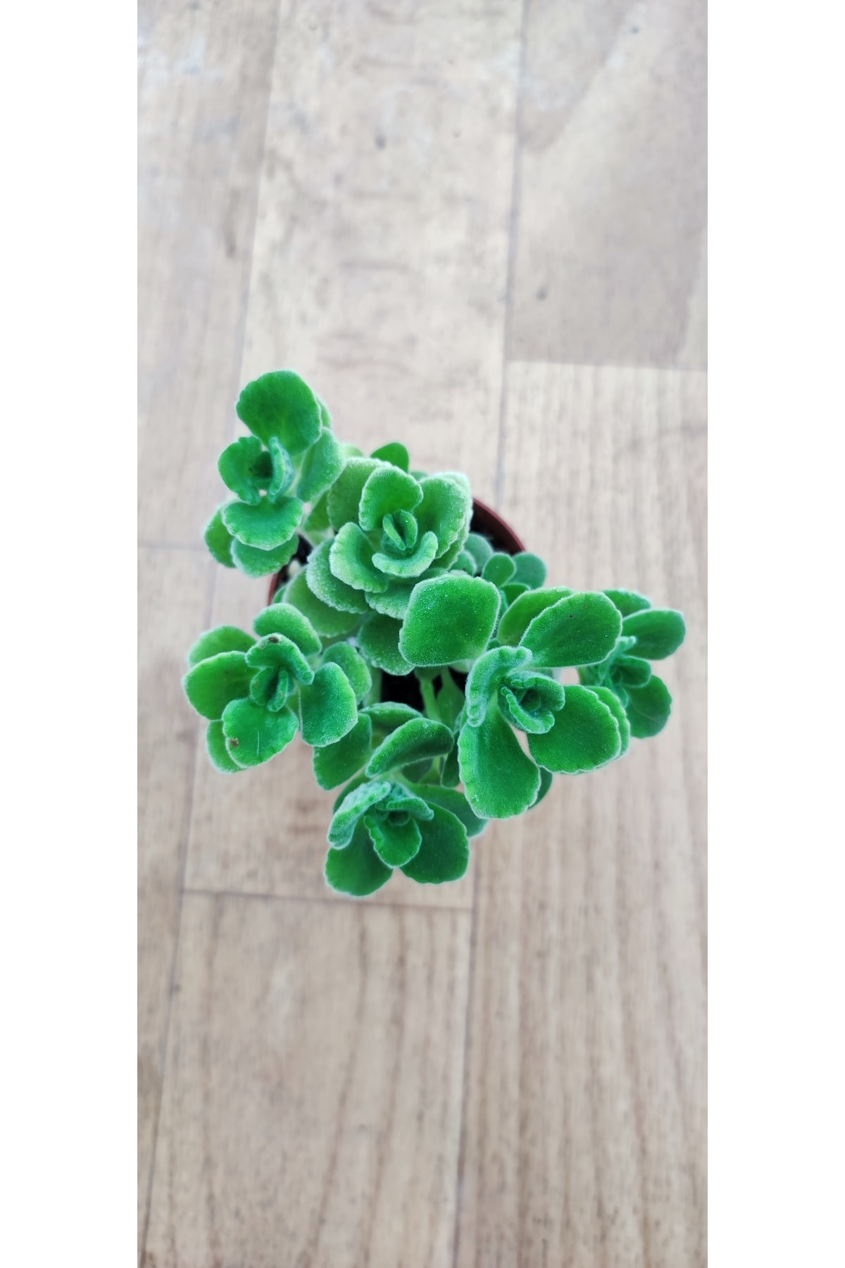 Ravza Çiçekçilik Plectranthus Tomentosa ( Kokulu Küba Kekiği ) ( 5.5 Cm Saksıda )