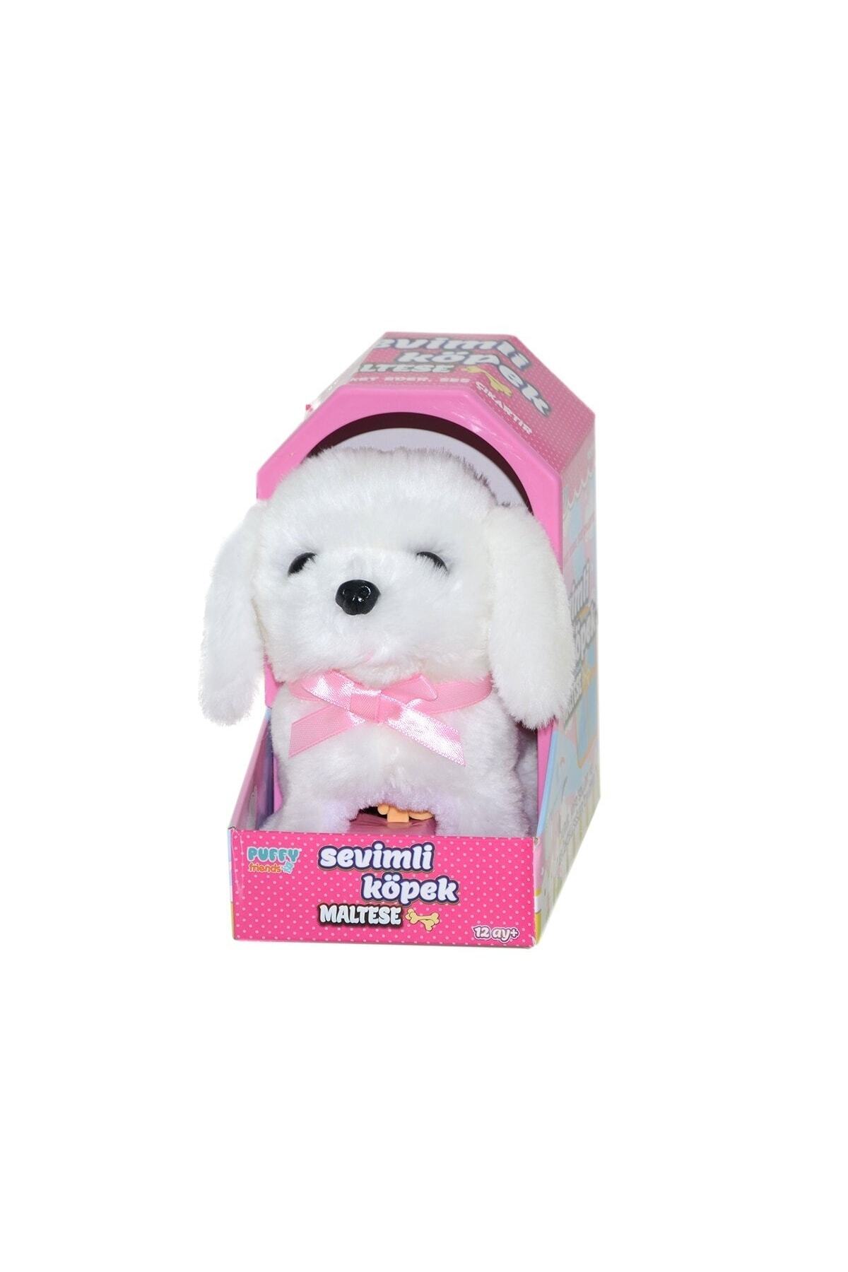 Sunman-Maltese Cute Dog 2