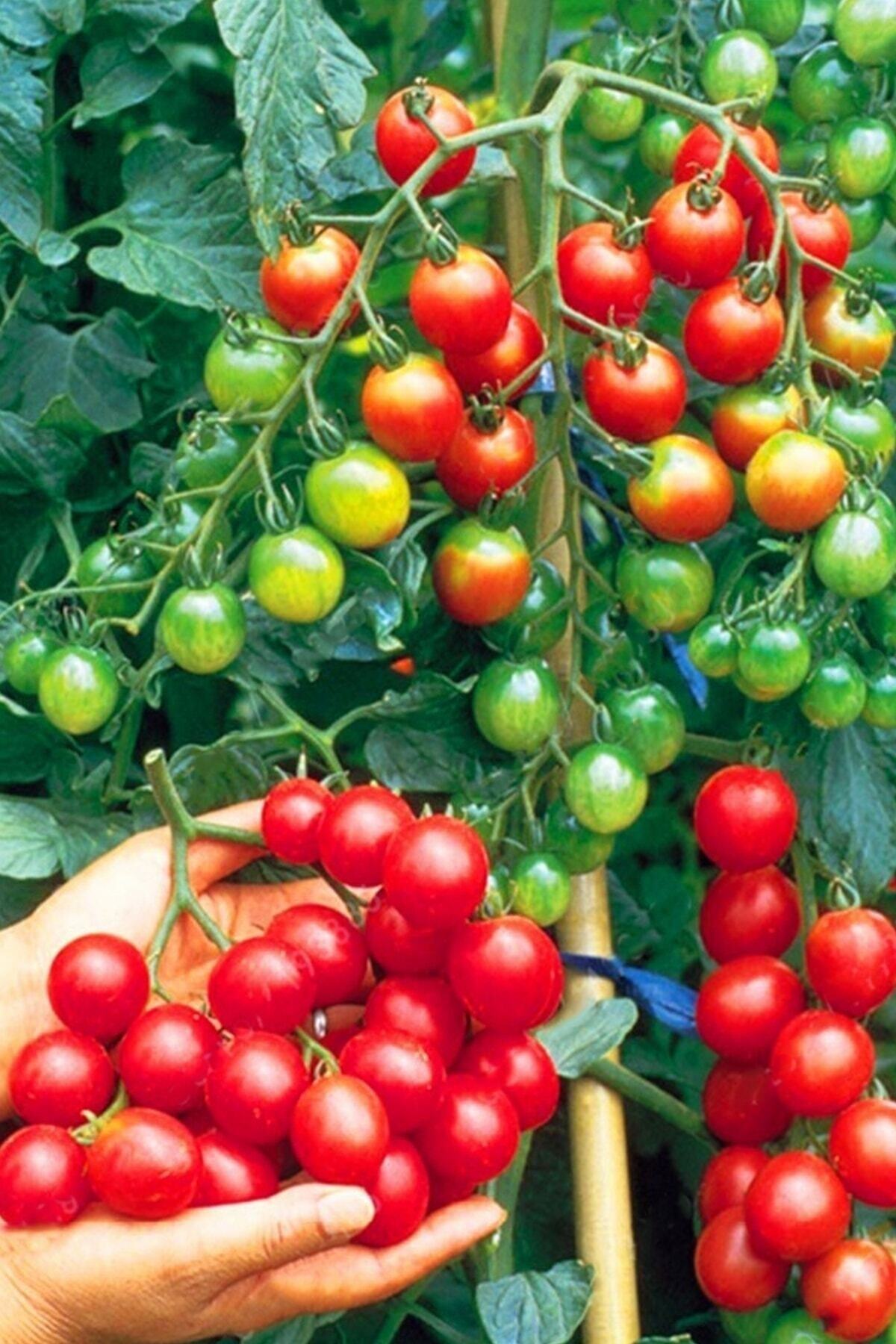 Где Купить Рассаду Помидоров Черри