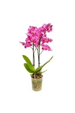 Phalaenopsis Çift Dallı Orkide Ithal 40cm Ev Ofis Hediyesi Canlı Dekor ORCHIDO