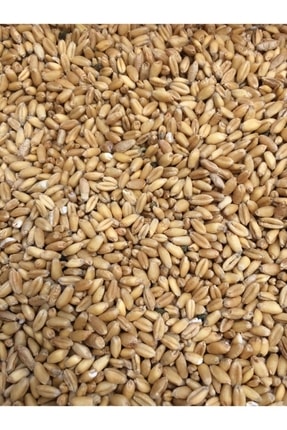 ÇAVGALAR TAVUK YEMLİK BUĞDAY Çavgalar Tavuk Ve Kuş Için Yemlik Buğday 5 Kg