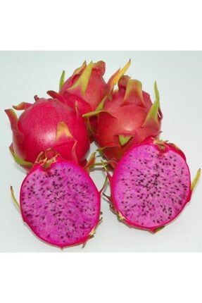 Berke Fidancilik Kampanya Urunu Ejder Meyvesi Pitaya Fidani Stok 70 Trendyol