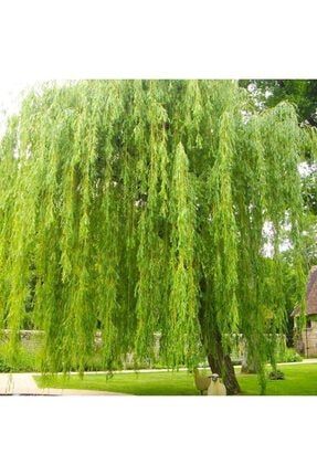 Fidan Sepetim Salkim Sogut Fidani Salix Babylonica Trendyol