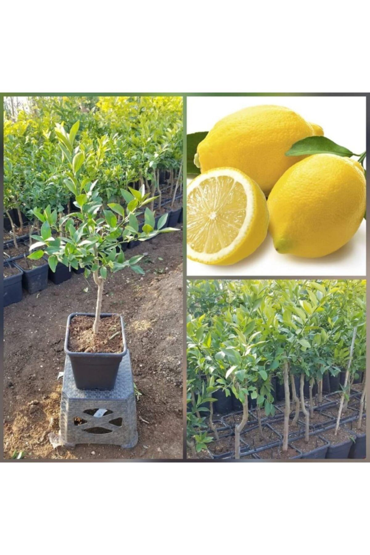 Berke Fidancilik Tam Bodur Kare Saksili Yediveren Limon Fidani 60 70 Cm Fiyati Yorumlari Trendyol