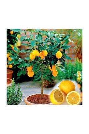 Citrus X Limon Bodur Limon Fidani 40 60 Cm Tuplu Fidan Satisi Fide Satisi Internetten Fidan Siparisi Bodur Asili Sertifikali Meyve Fidani Sus Bitkileri