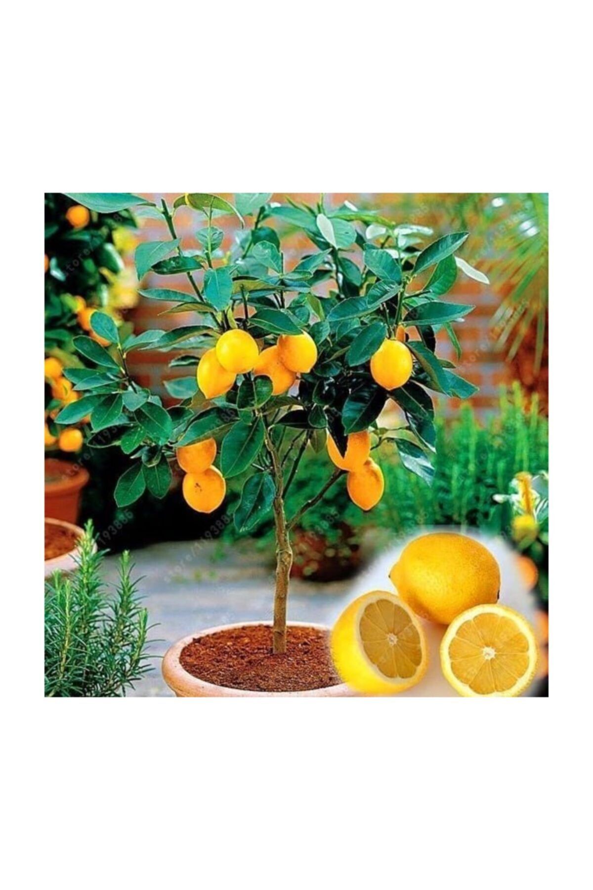 Вырастить лимон в домашних условиях с плодами. Бонсай лимон. Лимонное дерево с лимонами. Прорастить лимон. Дерево лимона Майер.