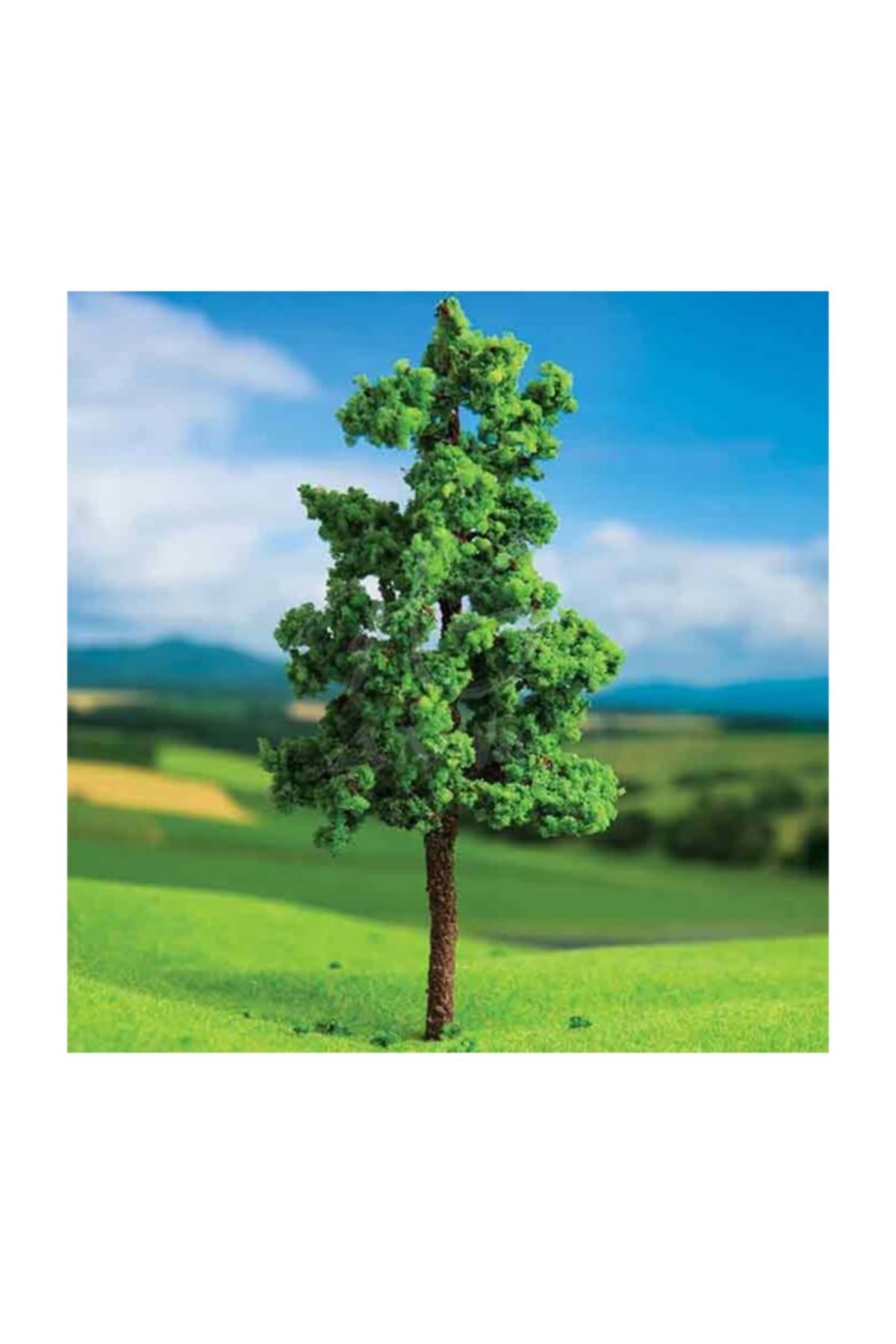 Genel Markalar Dişbudak Ağacı 4 Cm 3'lü