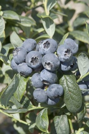 Bursatarim Chanticleer Yaban Mersini Fidani Saksili Maviyemis Blueberry Trendyol