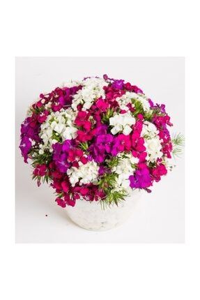 Hüsnü Yusuf Çiçeği Ekim Seti 5 Adet Tohum Saksı Toprak Çiçek Tohumu 70163700