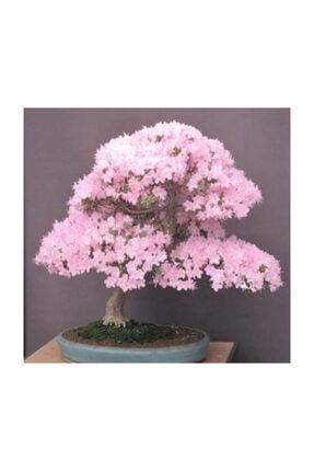 Bodur Cherry Blossom Bonzai Ağacı Ekim Seti 5 Adet Tohum Saksı Toprak Kombin 85689322