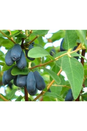 Bursatarim Chanticleer Yaban Mersini Fidani Saksili Maviyemis Blueberry Trendyol