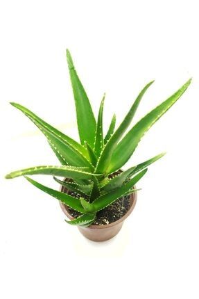 Aloe Vera Bitkisi Mitriformis Cinsi 25-30 CM 655656