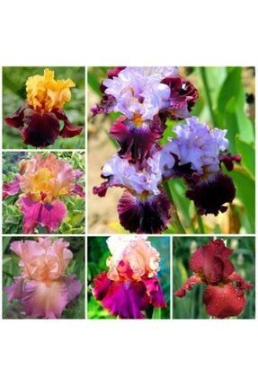 Karışık Renkli Iris Çiçeği Soğanı 6 Adet 286560