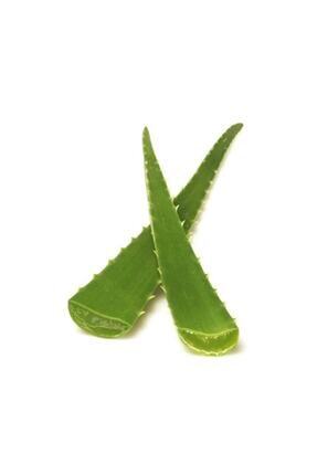 Akdeniz Tarim Aloe Vera Bitkisi Jel Icin Yaprak 1 Kg Trendyol