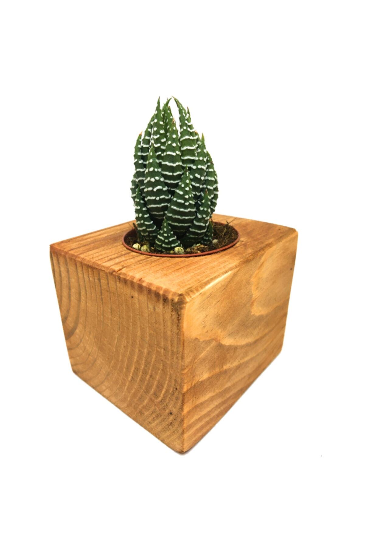 Ahşap Eskitme Saksılı Haworthia Nadir Tür