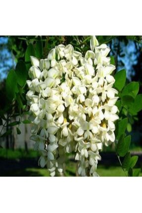 Tüplü Yoğun Kokulu Beyaz Çiçekli Akasya Fidanı (30-60 Cm) HJPRTZ29