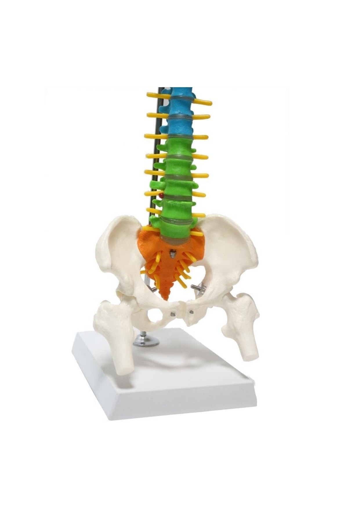 MAXİ Omurga Maketi 45 Cm Model 14