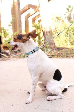 Köpek Boyun Tasma Seti Ve Ayarlanabilir Gezdirme Kayışı Eller Serbest Geometrik Desenli FBTSGEO