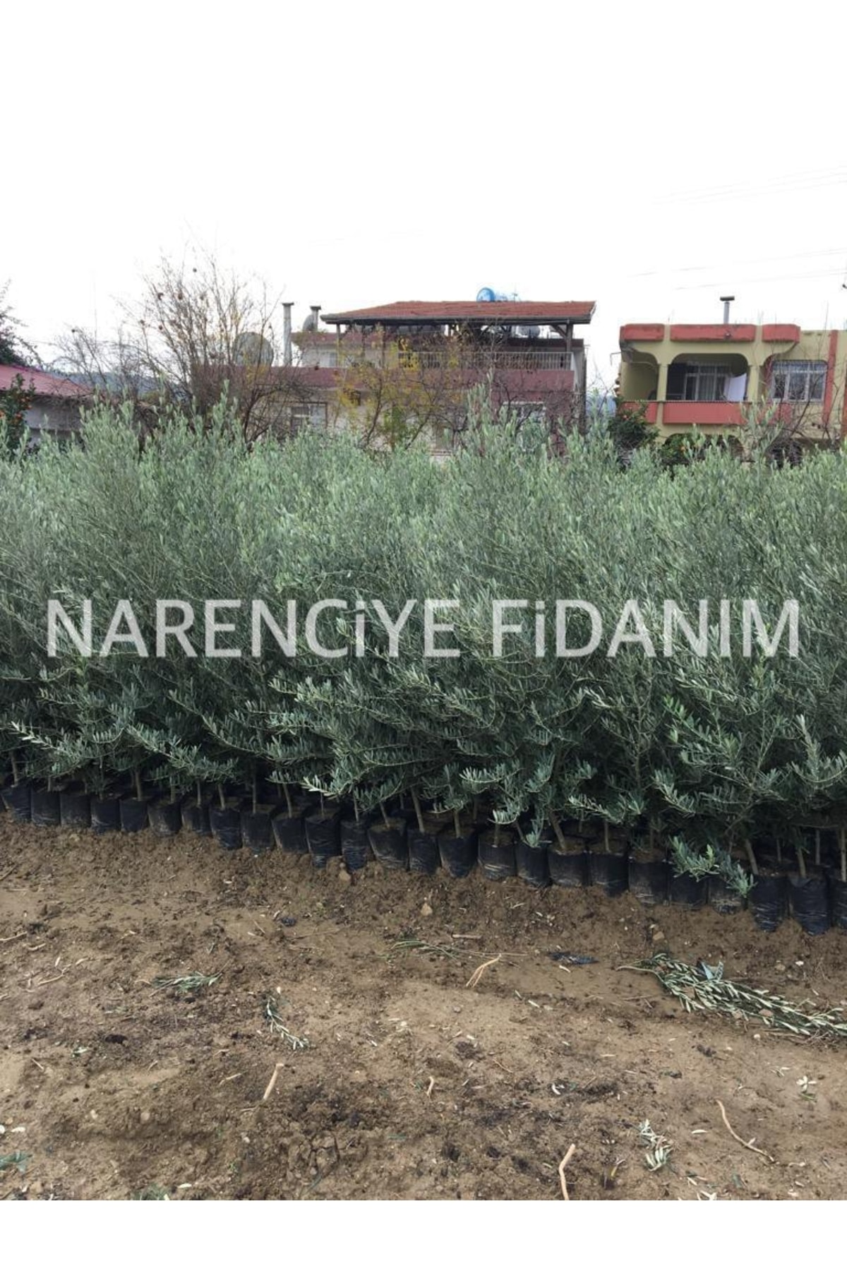 Tüplü Tirilye Gemlik Zeytin Fidanı 3 Yaş 140-160 Cm 2