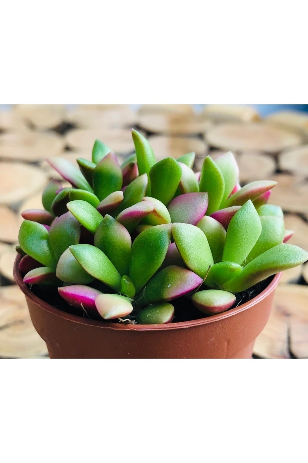 Anacampseros Telephiastrum Succulent Doğal Pembe Dolgun Sukulent