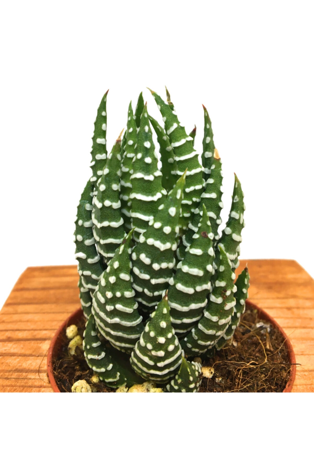 Ahşap Eskitme Saksılı Haworthia Nadir Tür 2