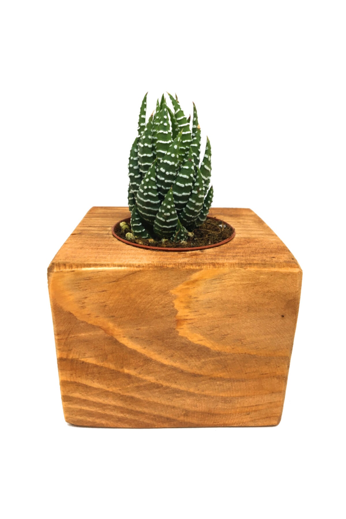 Ahşap Eskitme Saksılı Haworthia Nadir Tür 3