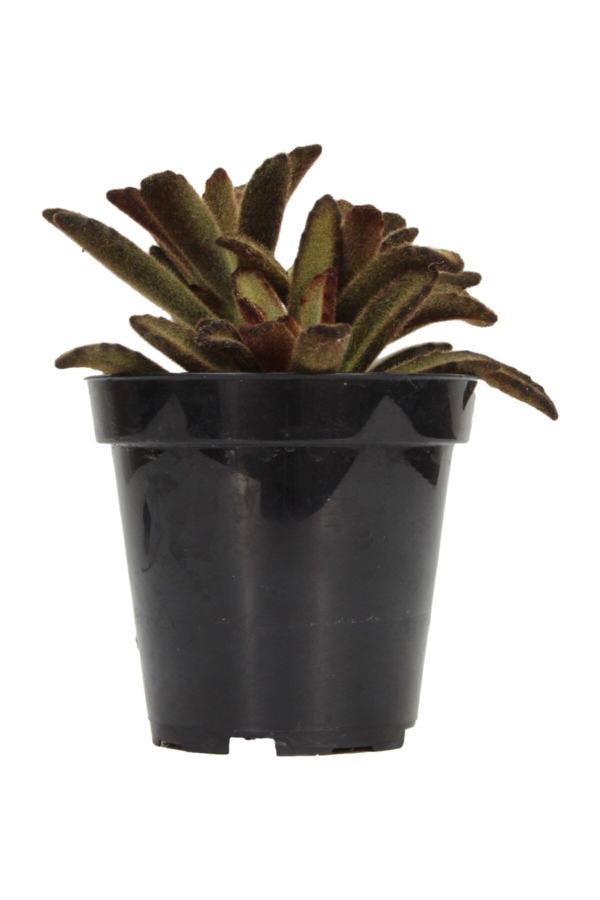 Kalanchoe Tomentosa Cinnamon Sukulent 2