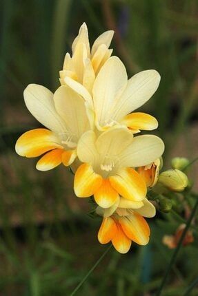 5 Adet Sarı-beyaz Frezya Çiçeği Soğanı BDKJ6546