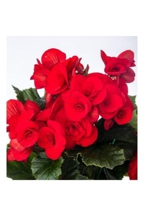 Kırmızı Yaprak Kırmızı Begonya Çiçeği Fidanı 20cm-40cm PazarYeri1438