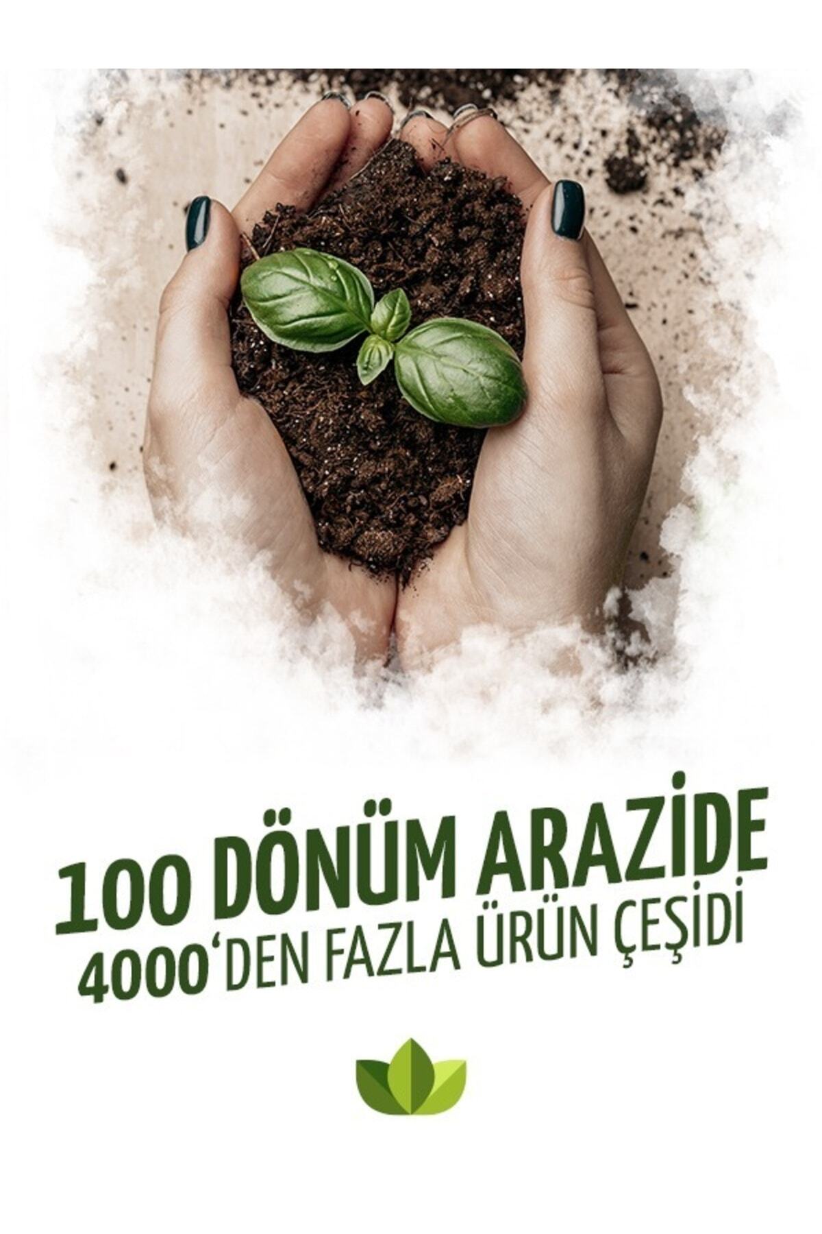 Lester Çilek Fidesi 10 Adet 4