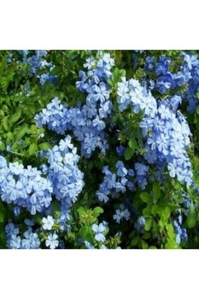 Mavi Sarılıcı Yasemin Çiçeği Fidanı Saksılı 150cm-200cm PazarYeri1045