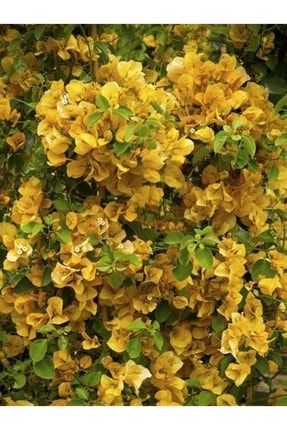 Sarı Sarılıcı Begonvil Çiçeği Fidanı 40cm-60cm PazarYeri1056