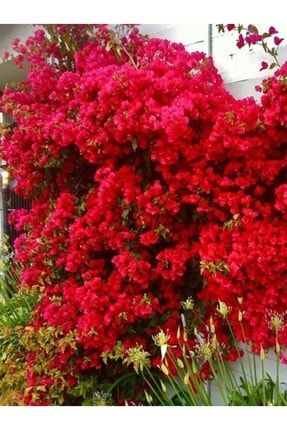 Kırmızı Sarılıcı Begonvil Çiçeği Fidanı 100cm-120cm PazarYeri1067