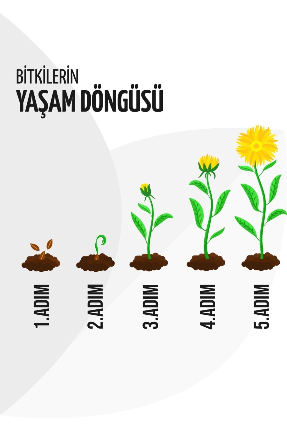 Lester Çilek Fidesi 10 Adet 5