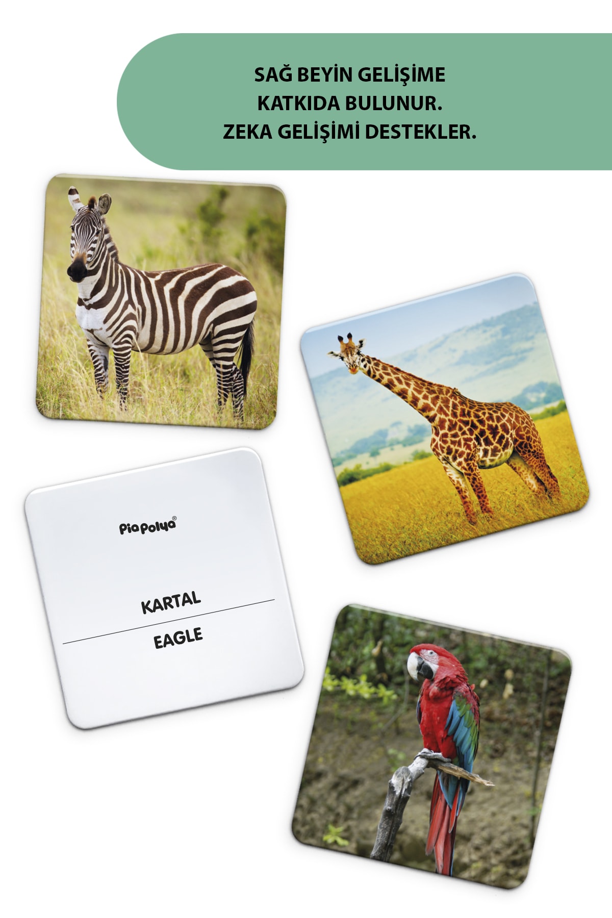 piapolya Zeka Gelişim Kartları | 16 Adet | Mukavva fotoğrafı 5 (önizleme)