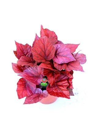 Kırmızı Yaprak Pembe Begonya Çiçeği Fidanı 20cm-40cm PazarYeri1439