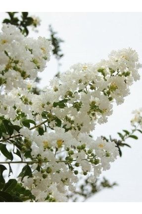 Beyaz Oya Çiçeği Fidanı 150cm-200cm PazarYeri1501