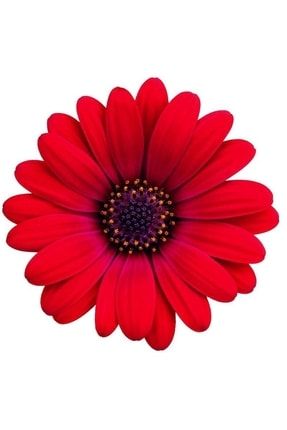 Kırmızı Bodrum Papatyası Çiçeği Fidanı 20cm-40cm PazarYeri1648