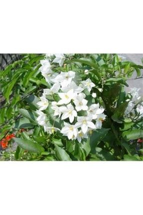 Beyaz Yasemin Çiçeği 60cm-80cm PazarYeri1699