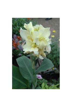 Beyaz Kana Çiçeği Fidanı 40cm-60cm PazarYeri1288