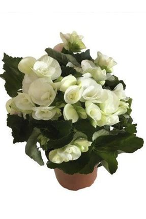 Yeşil Yapraklı Beyaz Çiçekli Küçük Hanım Begonya Fidanı Fidesi 5 Cm 15 Cm 30 Adet PazarYeri4801