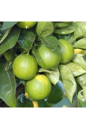 6 Yaş Aşılı Tahiti Lime Yeşil Limon Fidanı, Saksıda tahiti60