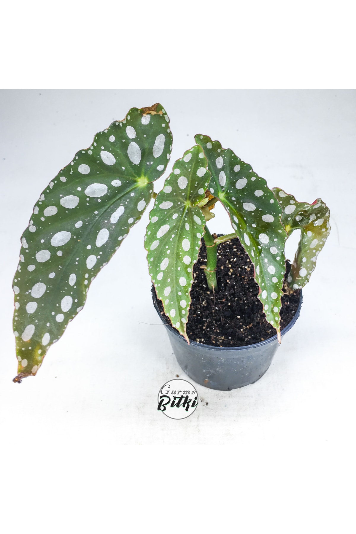 Begonia Maculata Çilli Begonya (8.5 Cm Saksıda) Nadir Begonya Türü 2