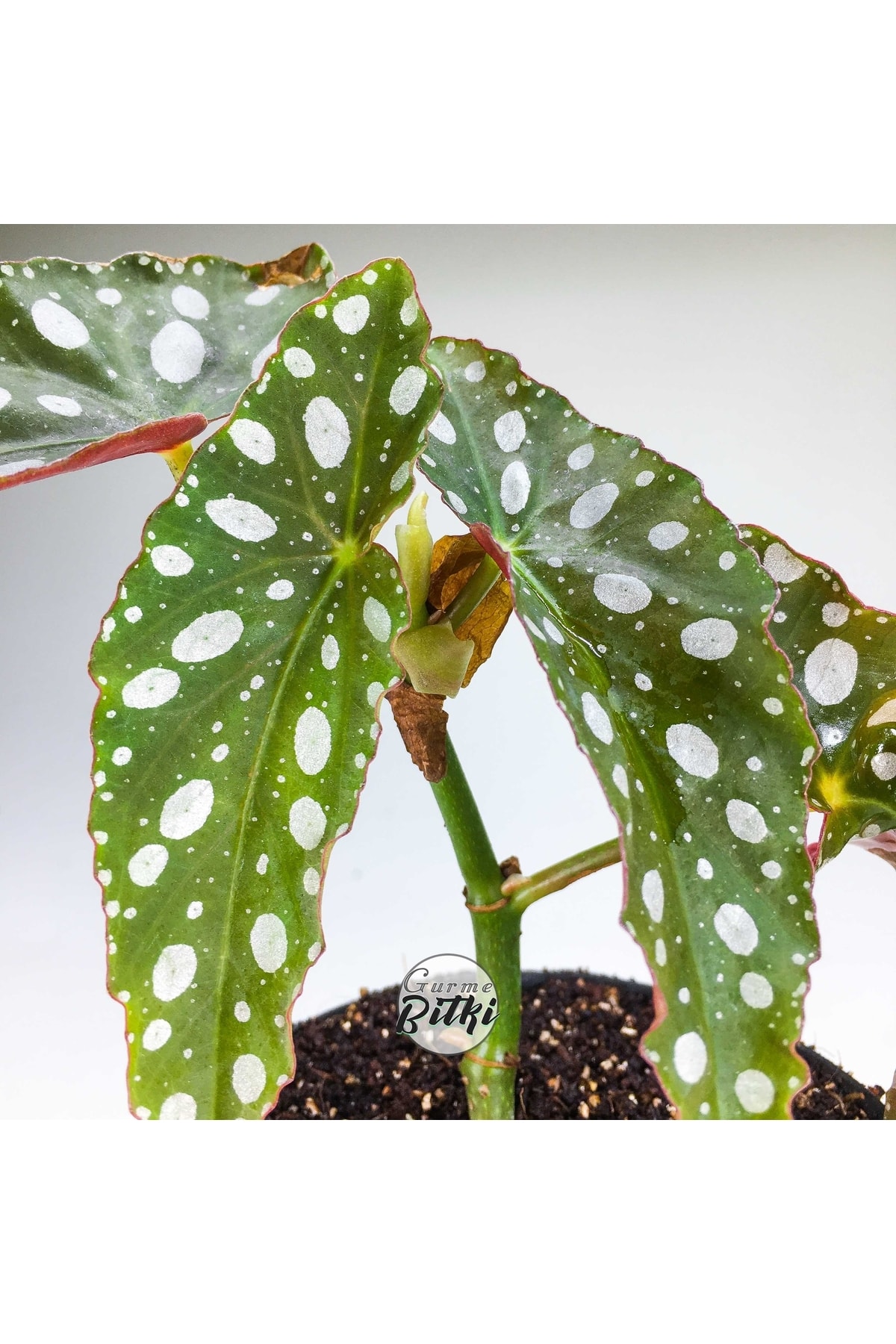 Begonia Maculata Çilli Begonya (8.5 Cm Saksıda) Nadir Begonya Türü 4