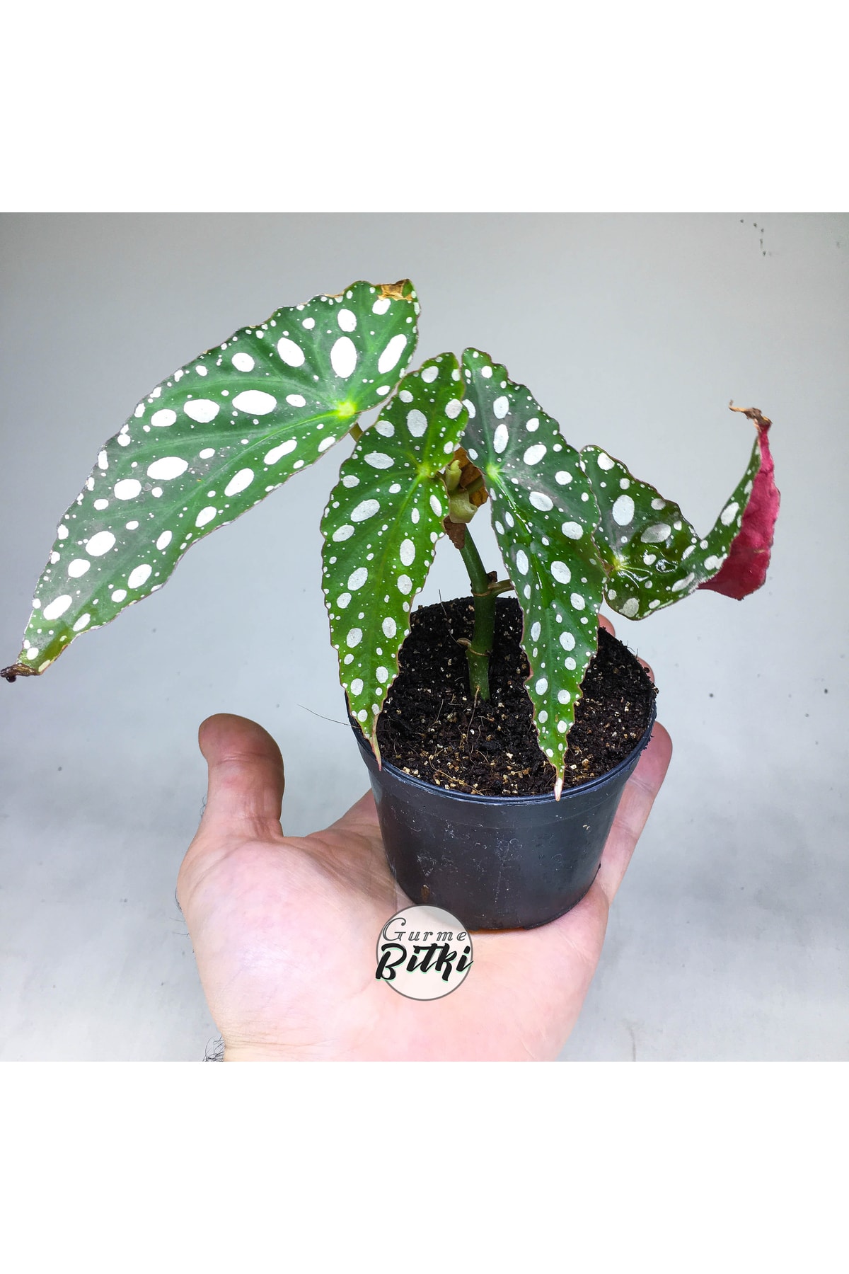 Begonia Maculata Çilli Begonya (8.5 Cm Saksıda) Nadir Begonya Türü 5