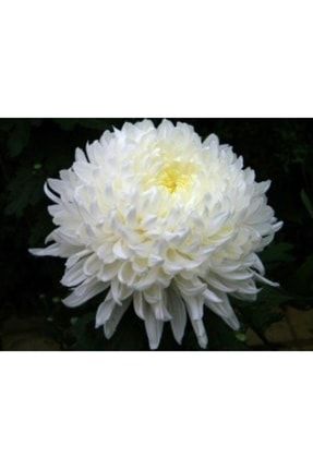 Beyaz Iri Kasımpatı Çiçeği 40cm-60cm PazarYeri1973