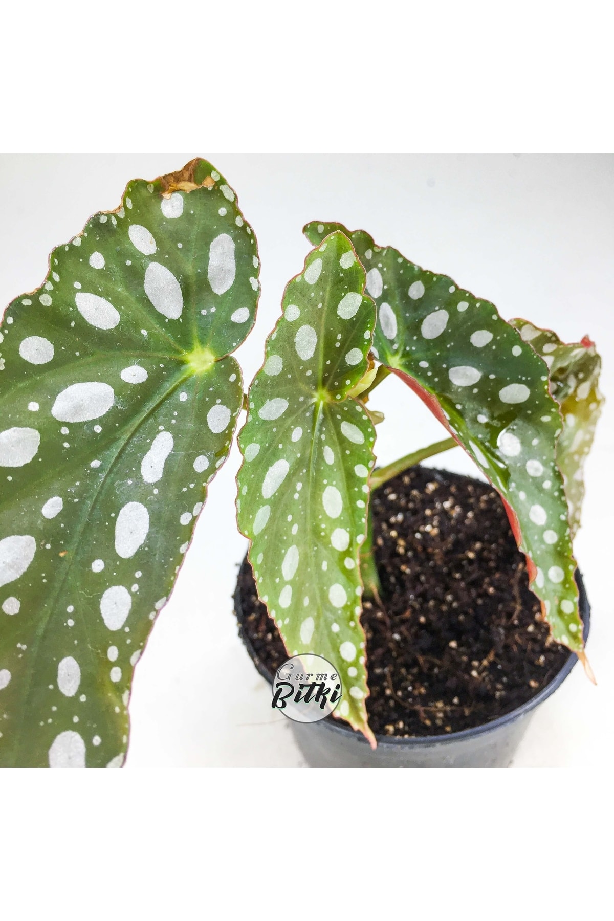 Begonia Maculata Çilli Begonya (8.5 Cm Saksıda) Nadir Begonya Türü 3