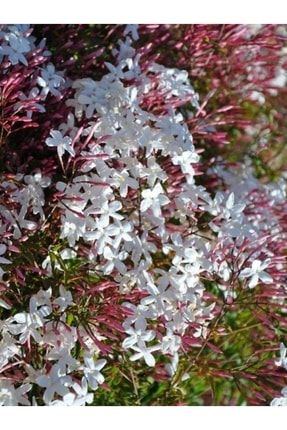 Pembe Beyaz Izmir Yasemini Çiçeği 40cm-60cm PazarYeri2450